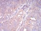 Mouse Monoclonal Antibody to SEC31A